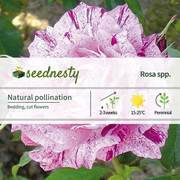 Fuchsia white roses seeds