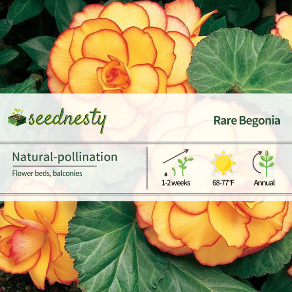 Yellow-Red Begonia Flower Seeds