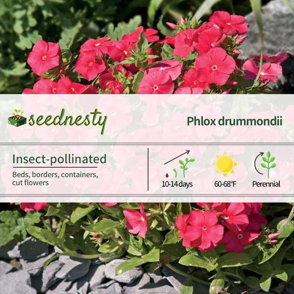 Pomegranate Phlox Seeds