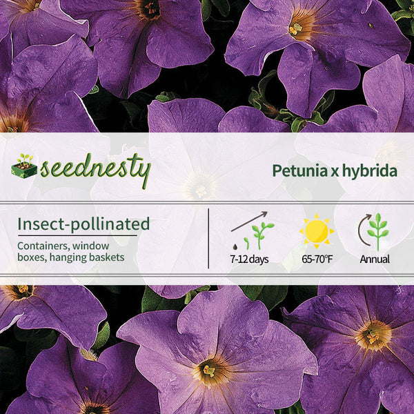 Dreams Sky Blue Petunia Seeds