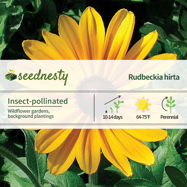 Indian Summer Rudbeckia Seeds