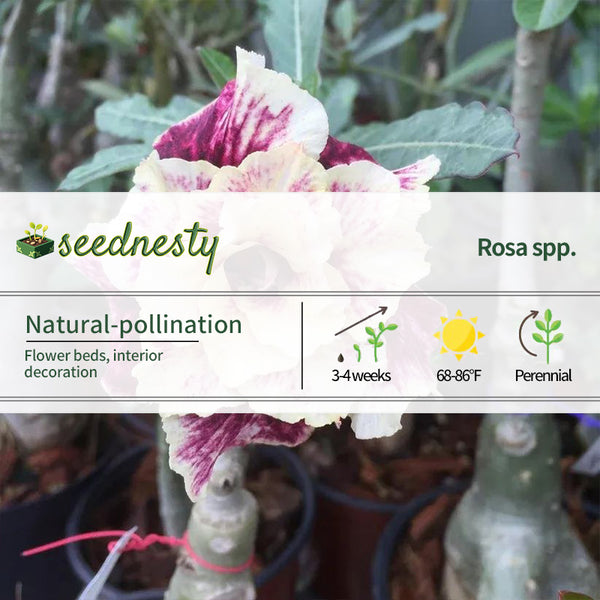 Golden Year Desert Rose Seeds