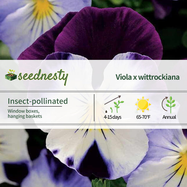 Cool Wave Violet Wing Pansy Seeds