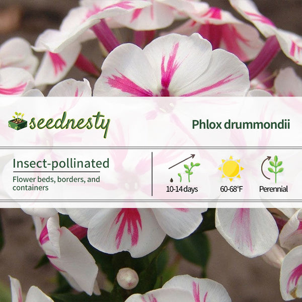 Phlox Paniculata 'Twister'