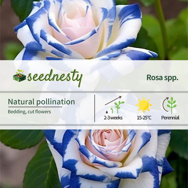 Rare Twin Rose 'Blue Stripe'