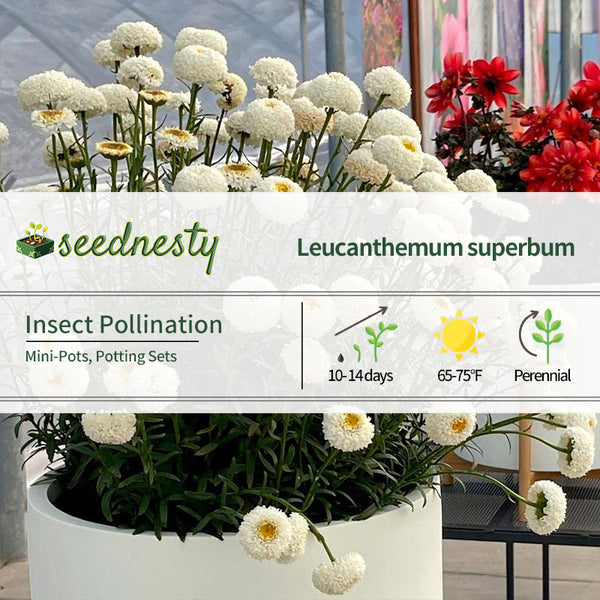 Leucanthemum Realflor 'Real TinyBubbles' Seeds