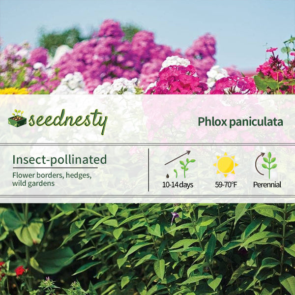 Bee's Bouquet Hardy Phlox Seeds