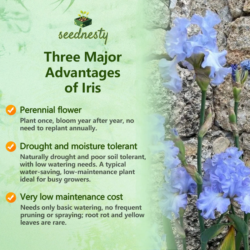 Light Blue Ruffled Tall Bearded Iris Seeds Seednesty