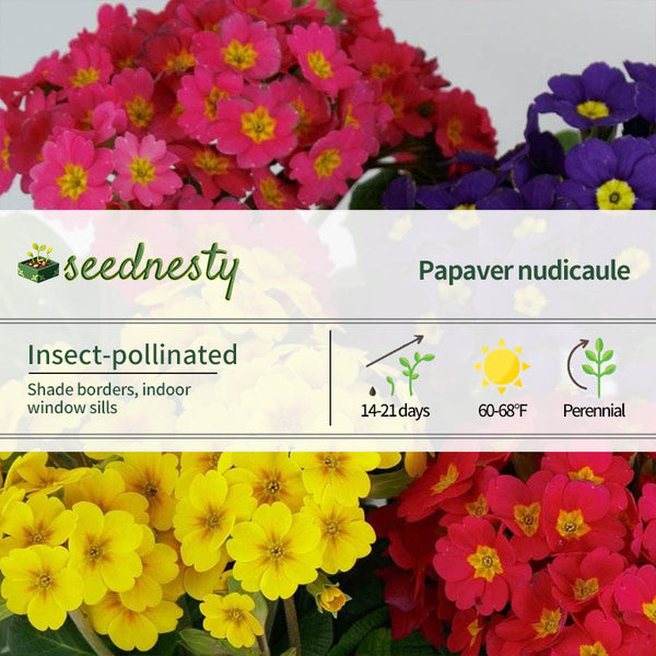 Lighthouse Mix Primula Seeds