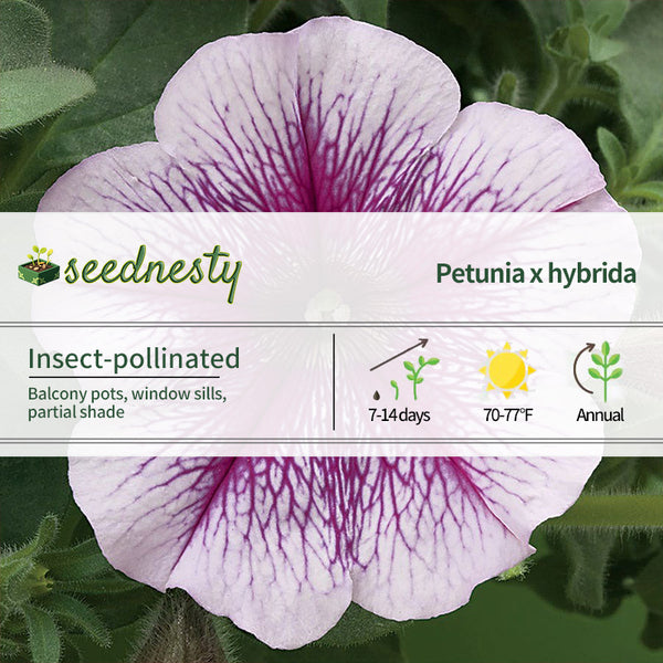 Opera Supreme Raspberry Ice Petunia Seeds