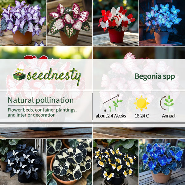 Butterfly Begonia: Unleash Whimsy in Your Garden!