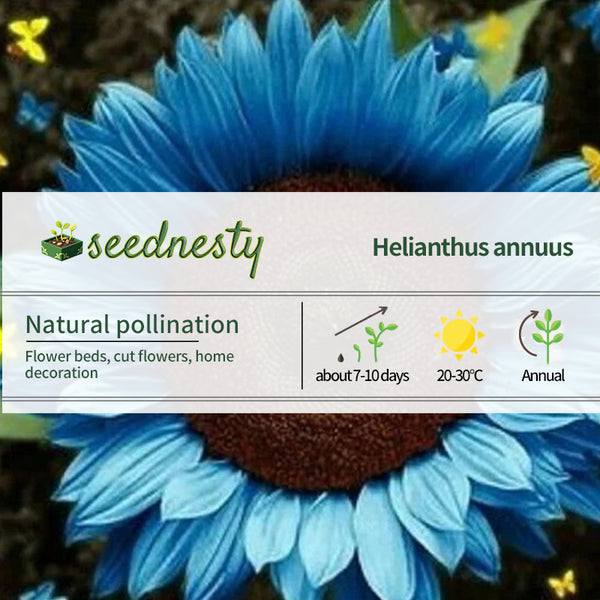 Bright Blue Sunflower Seeds