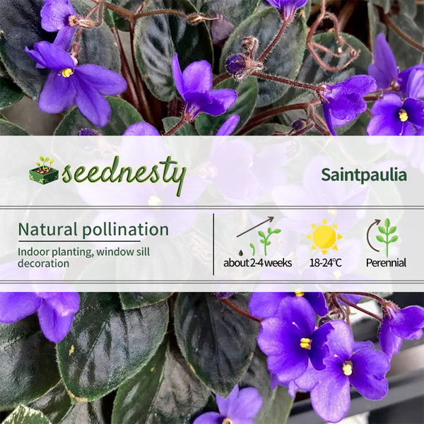 Heirloom African Violet Seeds