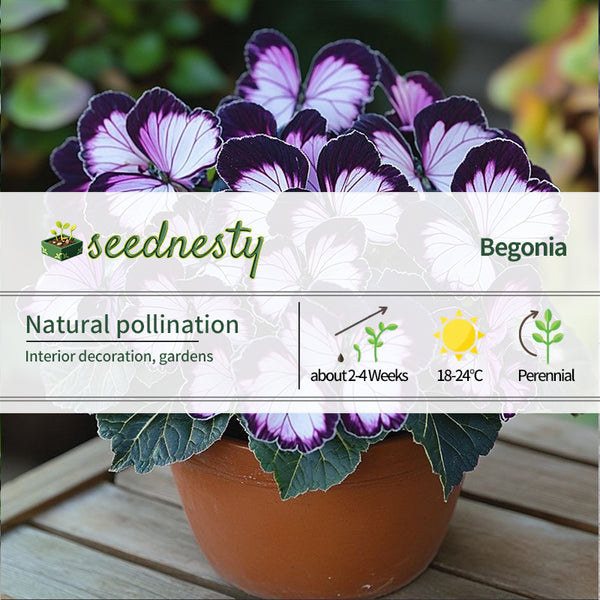 🦋Moonlight Butterfly Begonia-Purple White Veil