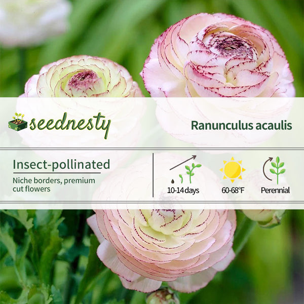 Ranunculus Double Picotee Buttercup Seeds