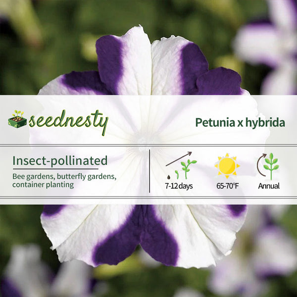 TriTunia Blue Star Hybrid Petunia Seeds