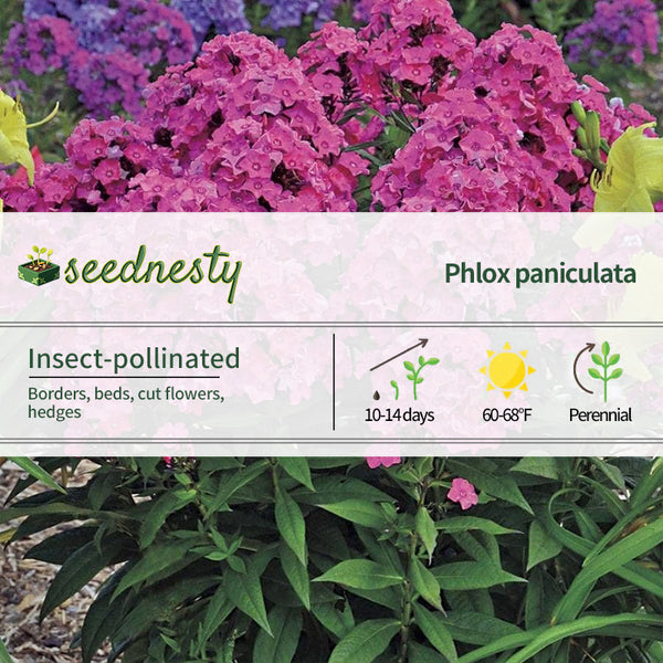 Phlox 'Glamour Girl'