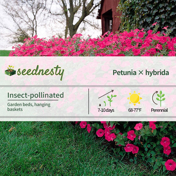 Tidal Wave Hot Pink Petunia Seeds