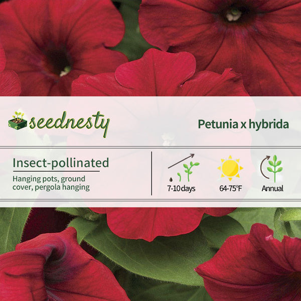 Easy Wave Red Velour Petunia Seeds
