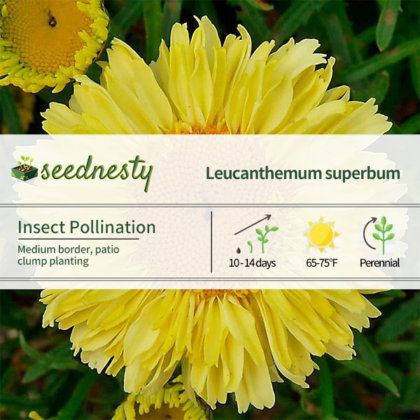 Leucanthemum Realflor 'Real Goldcup' Seeds