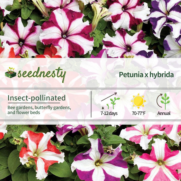 TriTunia Star Mix Hybrid Petunia Seeds