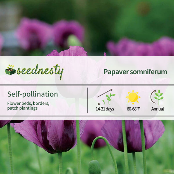 'Hungarian Blue' Poppy Seeds