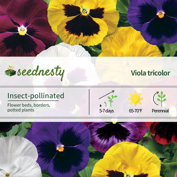 Colossus Mix Hybrid Pansy Seeds