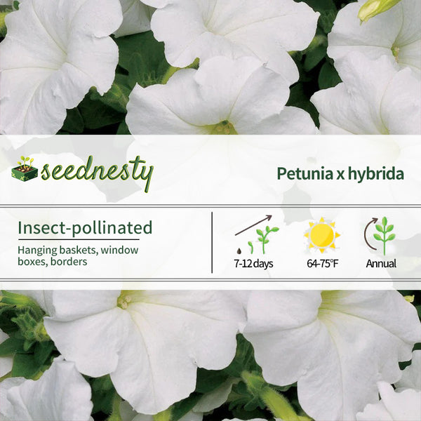 Easy Wave White Petunia Seeds