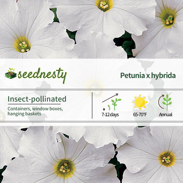Dreams White Petunia Seeds