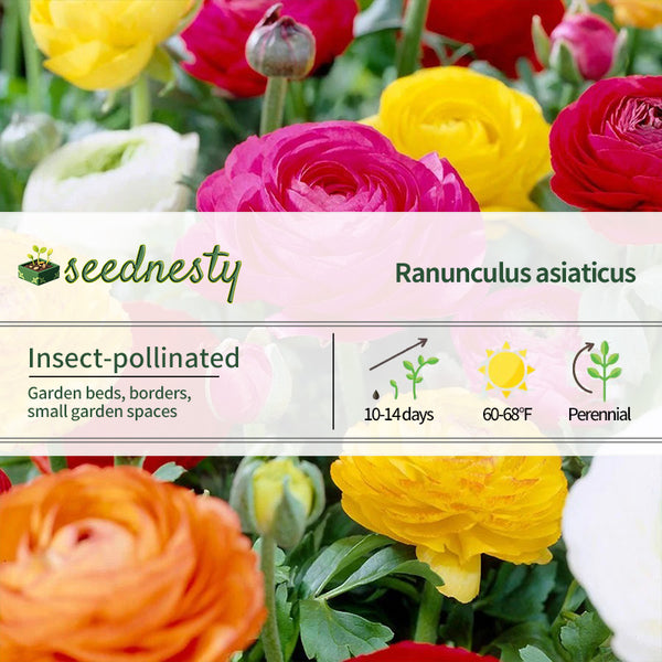 Ranunculus Double Blooming Mix Buttercup Seeds