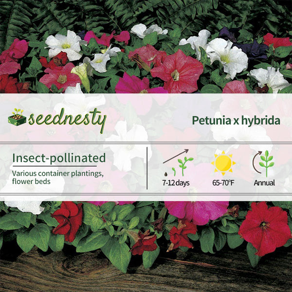 Dreams Mix Petunia Seeds