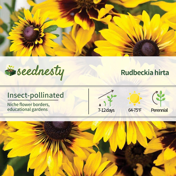 'Sputnik' Rudbeckia Seeds