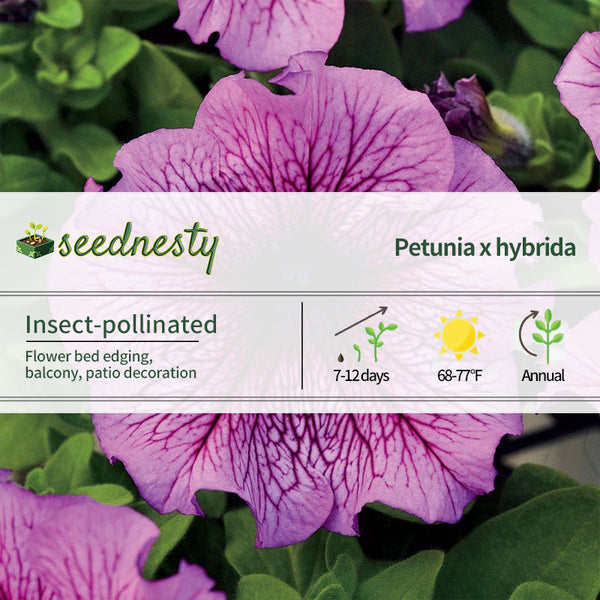 Daddy Sugar Petunia Seeds