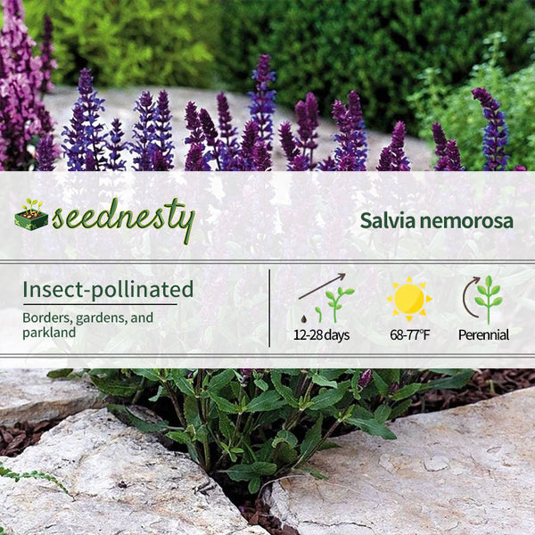 New Dimension Blue Salvia Seeds