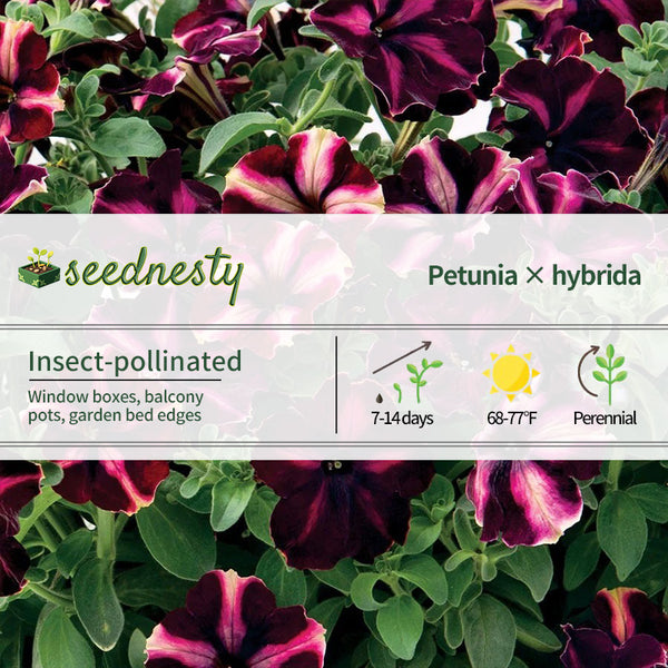 Romantica Moonlight Petunia Seeds