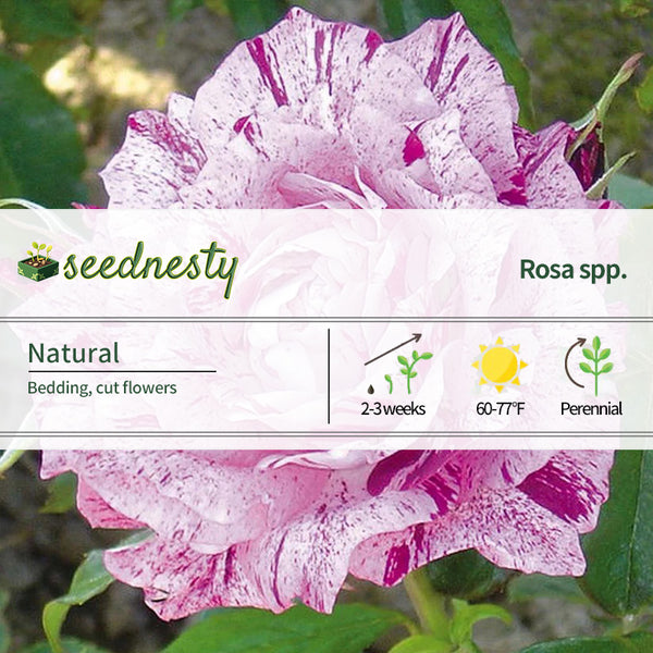 Fuchsia White Roses Seeds