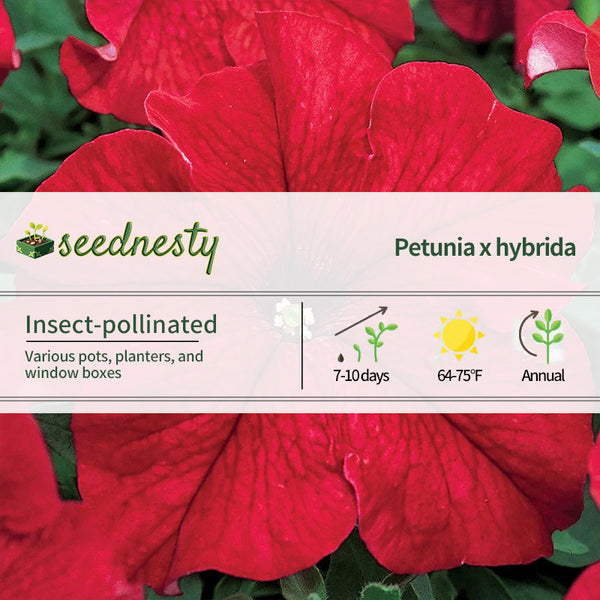 TriTunia Red Hybrid Petunia