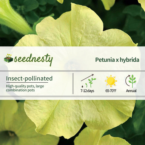 Sophistica Lime Green Petunia Seeds