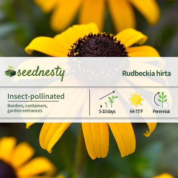 Goldblitz Rudbeckia Seeds
