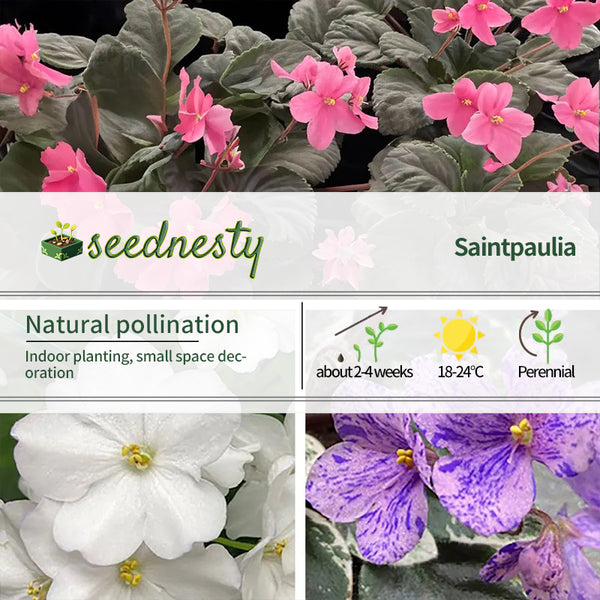 Little Gems African Violet Seeds