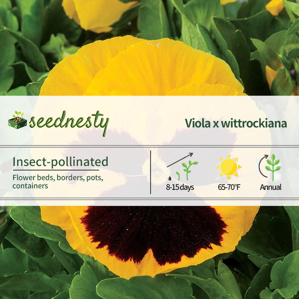 Majestic Giants II Yellow with Blotch Hybrid Pansy Seeds