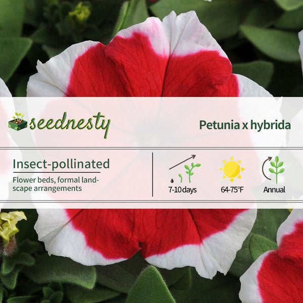 Dreams Red Picotee Petunia