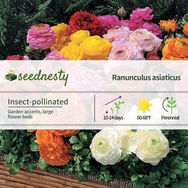 Ranunculus Blend Seeds