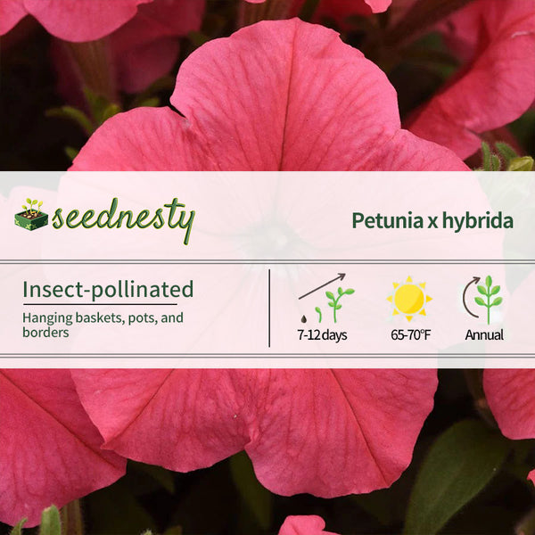 E3 Easy Wave Coral Petunia Seeds