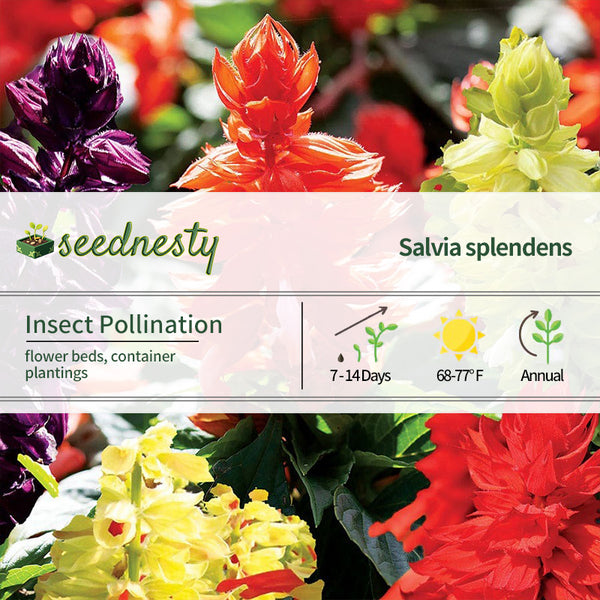 Hotline Improved Mix Salvia Seeds