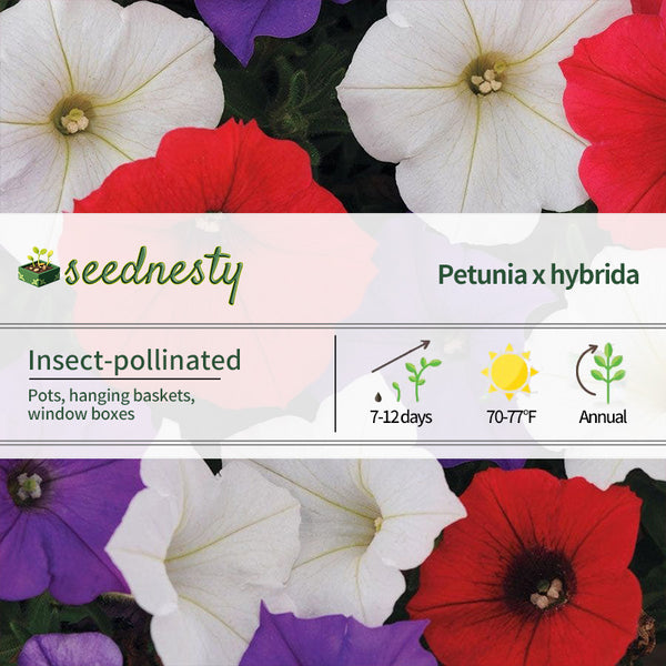 Shock Wave Volt Mix Petunia Seeds