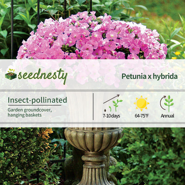 Shock Wave Pink Shades Petunia