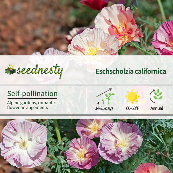 Thai Silk Appleblossom Chiffon Improved California Poppy Seeds