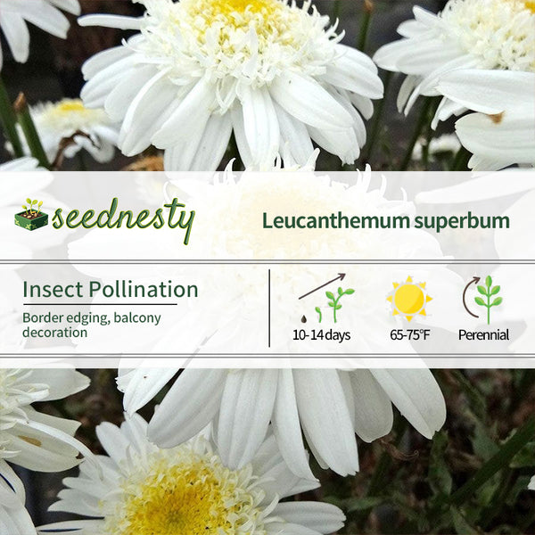 Leucanthemum REALFLOR 'Real Comet' Seeds