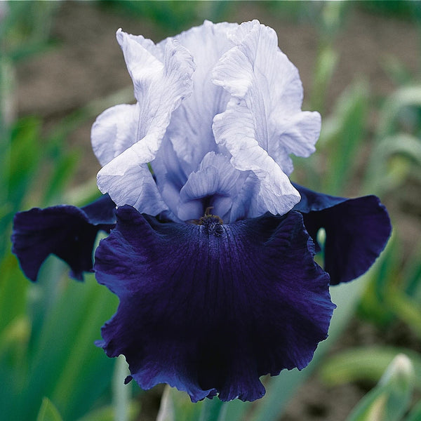 Iris Germanica 'Over Alaska'